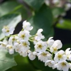 Prunus padus 'Le Thoureil'