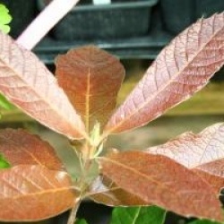 Quercus rysophylla 'Maya'