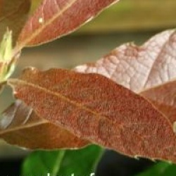 Quercus rysophylla 'Maya'