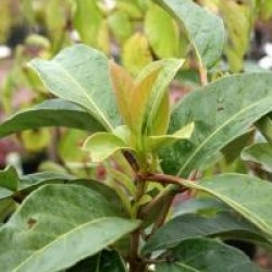 Viburnum arboricolum