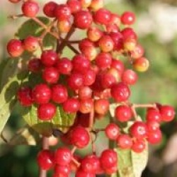 Viburnum mullaha 