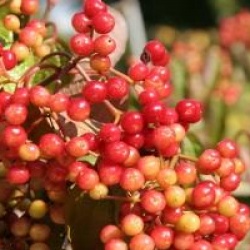 Viburnum mullaha 