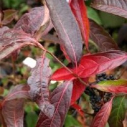 Viburnum nudum 'Bulk' 