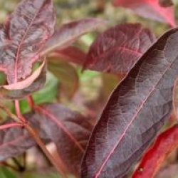 Viburnum nudum 'Bulk' 