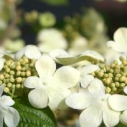 Viburnum plicatum f. tomentosum 'Shoshoni' 