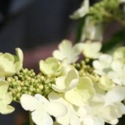 Viburnum plicatum f. tomentosum 'Shoshoni' 