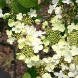 Viburnum plicatum f. tomentosum 'Shoshoni' 