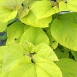 Catalpa bignonioides 'Aurea'