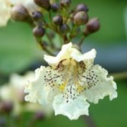 Catalpa ovata 'Flavescens'
