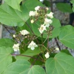 Catalpa ovata 'Flavescens'