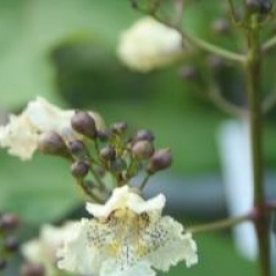 Catalpa ovata 'Flavescens'
