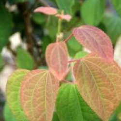 Cercidiphyllum japonicum 'Strawberry'