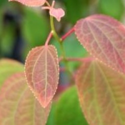Cercidiphyllum japonicum 'Strawberry'