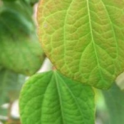 Cercidiphyllum japonicum 'Strawberry'