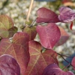 Cercis canadensis Red Force 'Minrouge3' �