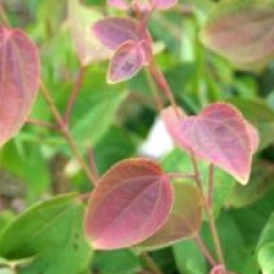 Cercidiphyllum japonicum 'Heronswood Globe'