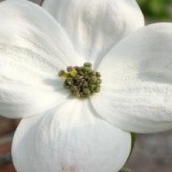 Cornouiller � fleurs Ascona