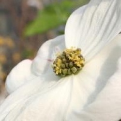 Cornus nuttallii 'Ascona'