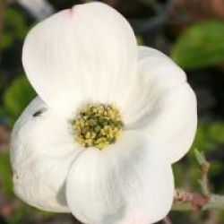 Cornus nuttallii 'Ascona'