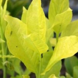 Euonymus europaeus 'Chrysophyllus'