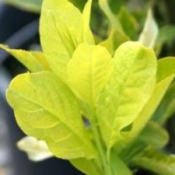 Euonymus europaeus 'Chrysophyllus'