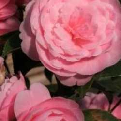 Camellia 'E.G Waterhouse'