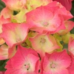 Hydrangea macrophylla 'Constellation'