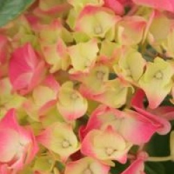 Hydrangea macrophylla 'Constellation'
