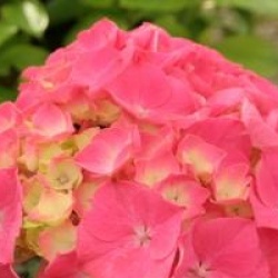Hydrangea macrophylla 'Constellation'