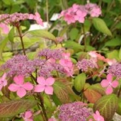 Hydrangea serrata 'Kuro-hime'