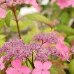 Hydrangea serrata 'Kuro-hime'