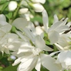 Philadelphus 'Snowbelle'