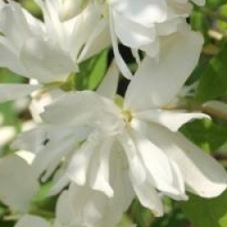 Philadelphus 'Snowbelle'