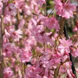 Prunus x subhirtella 'Fukubana'