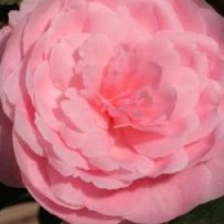 Camellia 'E.G Waterhouse' - Cam�lia E.G Waterhouse