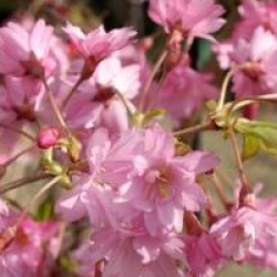 Prunus x subhirtella 'Fukubana'