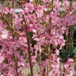 Prunus x subhirtella 'Fukubana'