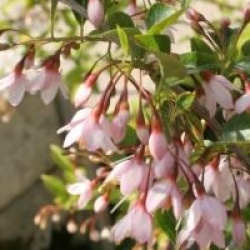 Styrax japonicus 'Benibana Pink Chimes'