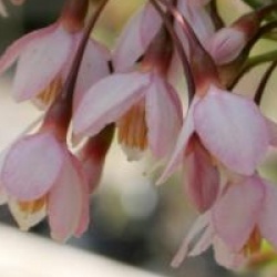 Styrax japonicus 'Benibana Pink Chimes'