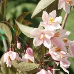 Styrax japonicus 'Pink Snowbell'