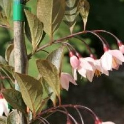 Styrax japonicus 'Pink Snowbell'