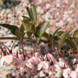 Styrax japonicus 'Pink Snowbell'