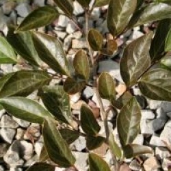 Styrax japonicus 'Pink Snowbell'
