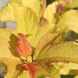 Viburnum opulus 'Anny's Magic Gold' - Viorne obier � feuillages dor�