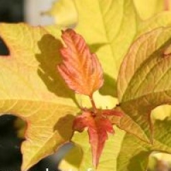 Viburnum opulus 'Anny's Magic Gold'