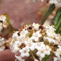 Viburnum x burkwoodii 'Conoy' 