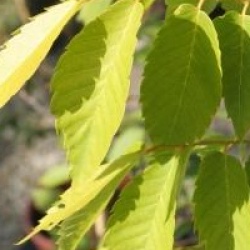 Zelkova serrata 'Luminifera' 