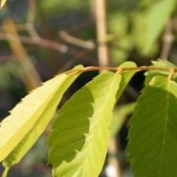 Zelkova serrata 'Luminifera' 