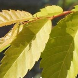 Zelkova serrata 'Luminifera' 
