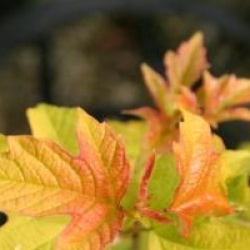 Viburnum opulus 'Anny's Magic Gold'